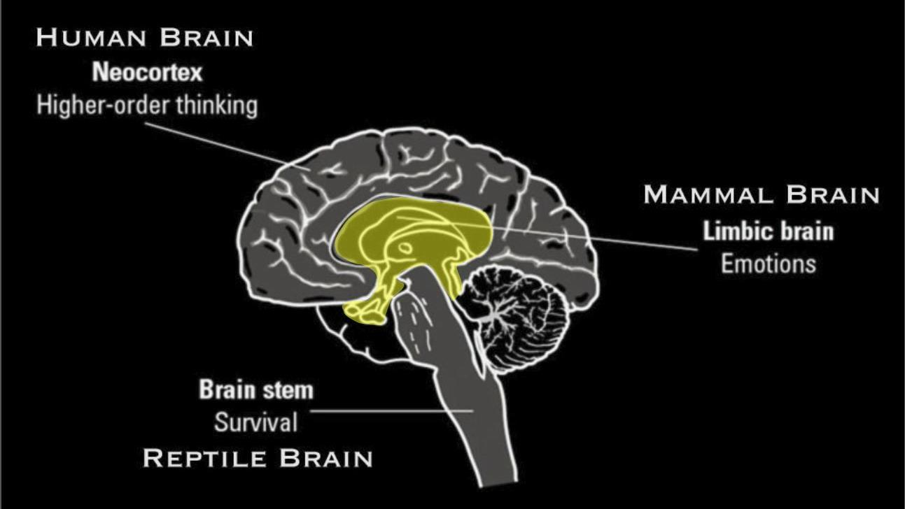 a human brain showing the three parts